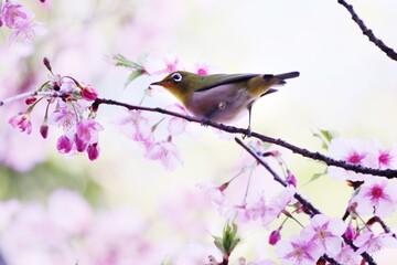満開の河津桜とメジロ