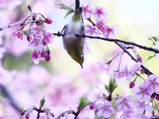 満開の河津桜とメジロ