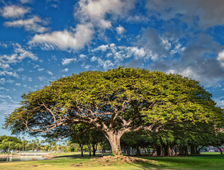 Old Growth Monkey Pod Tree in a Park.