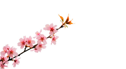 Pink cherry blossom flowers spring nature floral branch blooming tree sakura japanese beauty botanical bloom on transparent background