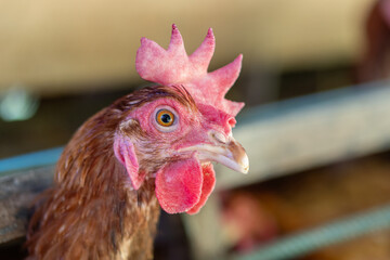 Chicken eggs heather on farm	