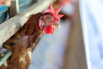 Chicken eggs heather on farm	