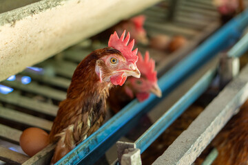 Chicken eggs heather on farm	