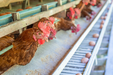 Chicken eggs heather on farm	