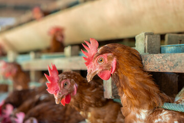 Chicken eggs heather on farm	