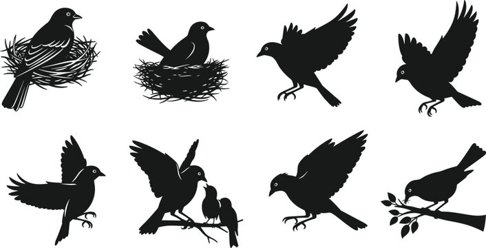 Bird silhouettes, nest and branch poses, flying birds, nature vector set, black illustration, avian behavior, perched birds, wildlife art