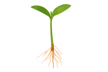 Young green seedling growing with roots system transparent background