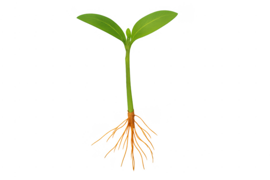 Young green seedling growing with roots system transparent background