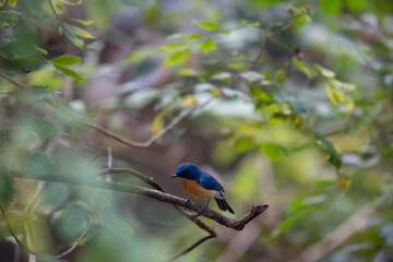 A vibrant Tickells blue flycatcher perches on a weathered branch in a lush, natural forest environment. The background is soft and blurred.