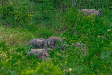 Fototapeta premium Its body is gray, its snout is called the trunk. The trunk of the Asian elephant has only one beak. Nakhon Ratchasima, Thailand.