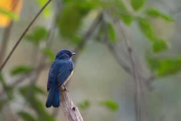 A vibrant Tickells blue flycatcher perches on a weathered branch in a lush, natural forest environment. The background is soft and blurred.