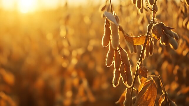 Golden soybean field glows under the warm light of a beautiful sunset