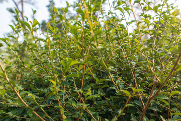 Teh-tehan (Acalypha siamensis) or forest tea is a species of ornamental hedge plant originating from the genus Acalypha, a multi-branched plant that forms a shrub.
