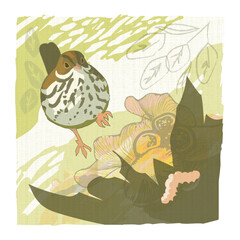 Vector illustration of an ovenbird (Seiurus aurocapilla) looking for a caterpillar in the leaf litter. I love these cute little warblers that walk on the forest floor. 