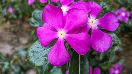 A vivid pink periwinkle flower with five petals stands out beautifully against lush green foliage. Its soft texture and natural symmetry create a striking floral portrait from above.