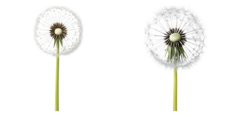 Delicate dandelion seed heads, representing wishes and the beauty of nature. The image showcases intricate details
