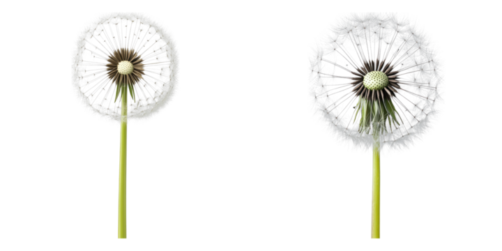 Delicate dandelion seed heads, representing wishes and the beauty of nature. The image showcases intricate details