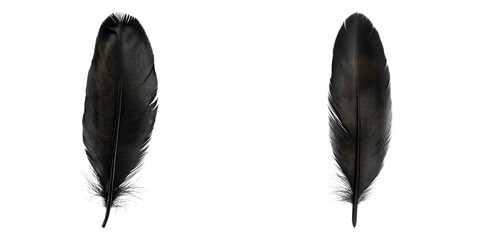 Two isolated black feathers displayed against a minimalist backdrop, showcasing their intricate textures and elegant forms