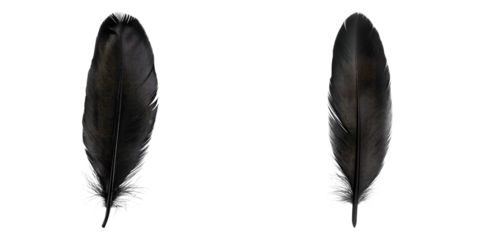 Two isolated black feathers displayed against a minimalist backdrop, showcasing their intricate textures and elegant forms