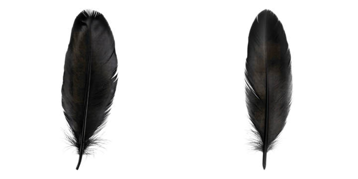 Two isolated black feathers displayed against a minimalist backdrop, showcasing their intricate textures and elegant forms
