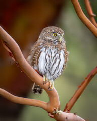 Northern Pygmy Owl