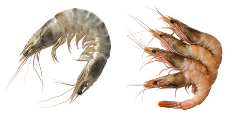 Fresh shrimp seafood ready to be cooked and enjoyed, perfect for a culinary delight. Two different groups of shrimp, one single raw shrimp on the left side.
