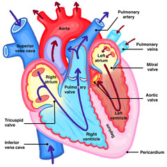 Human Heart Internal Structure Diagram with Blood Flow Arrows and Labels Educational Anatomy