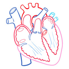 Human Heart Line Art Anatomy Structure and Chambers Outline Diagram
