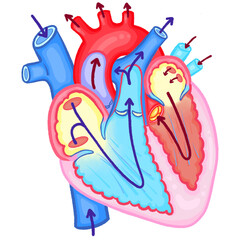 Human Heart Anatomy Cross-Section Internal Chambers and Blood Flow Illustration