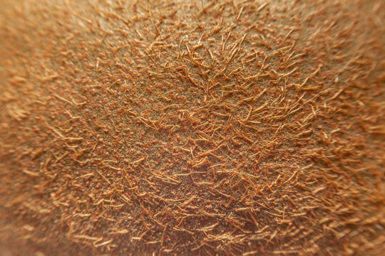 Kiwi skin texture, macro close-up of fuzzy brown fruit peel