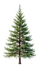 Natural Spruce Tree — Isolated on transparent png Background