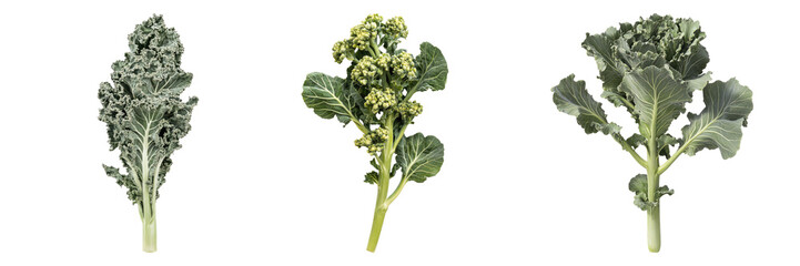Three Fresh Green Kale Leaves Arranged in a row. Displaying Organic Nutrition and Healthy Eating