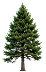 Obraz premium Mature Spruce Tree with Natural Shape and Bark Detail — PNG
