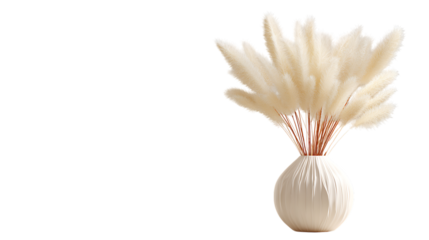 Ivory pampas grass in vase on transparent background, modern decor element