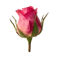 Fototapeta premium Pink rose bud on transparent background, ready to bloom with green sepals around its stem