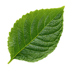 Obraz premium Single detailed green leaf with veins on transparent background studio shot closeup