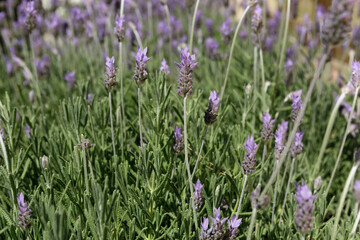background with lavender plants