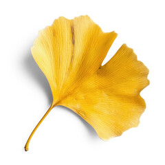 Naklejka premium Ginkgo leaf on a white background.