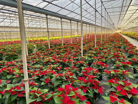 Rows of poinsettia plants in greenhouse for Christmas and holiday sales