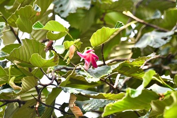 pink flower on tree