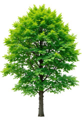 Obraz premium Maple Tree — Isolated on transparent png Background