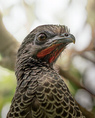 Colombian Chachalaca close-up portrait in natural light &ndash; Ortalis columbiana, endemic bird of Colombia