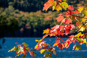 Red and orange leafs on lake and forest background, at autumn season