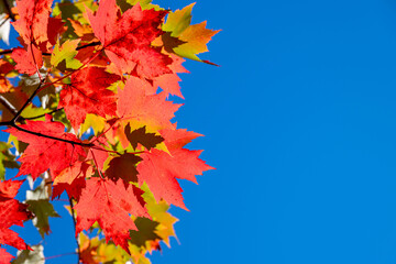 Red and orange leafs on blue background, at autumn season