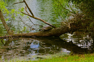 Wild Turtle Resting on Log in Calm Pond