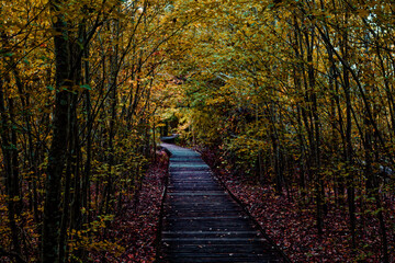 Naklejka premium Peaceful Wooden Boardwalk Path Through Autumn Forest With Colorful Fall Leaves
