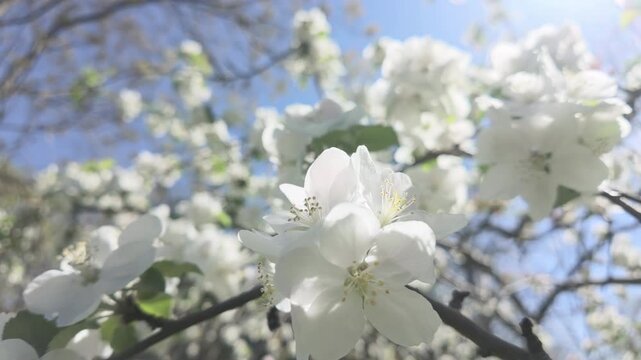 Close-up of white flowers of blossoming apple tree on sunny day at springtime, backlit by sunshine. Clusters of Crabapple in full bloom on sunlight. Scene of flowering apple tree in sun rays