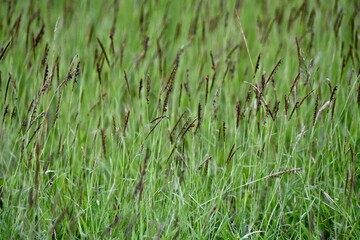 green grass background