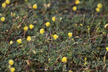 yellow flowers in the grass