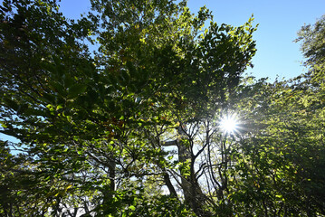 Climbing Mt. Daisen, Tottori, Japan